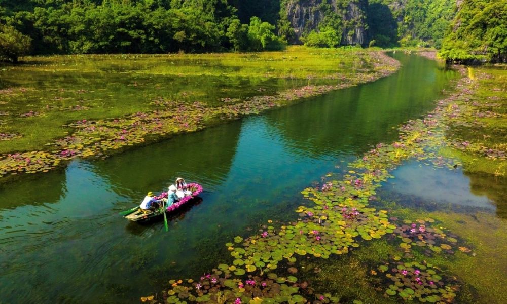 ninh-binh-water-lily-season